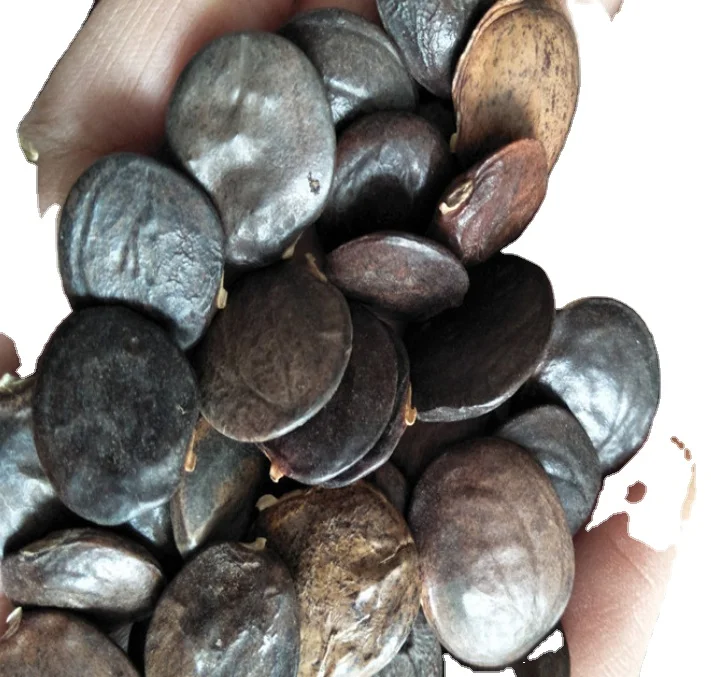 
High quality natural dry Wisteria sinensis vine seeds for sale 