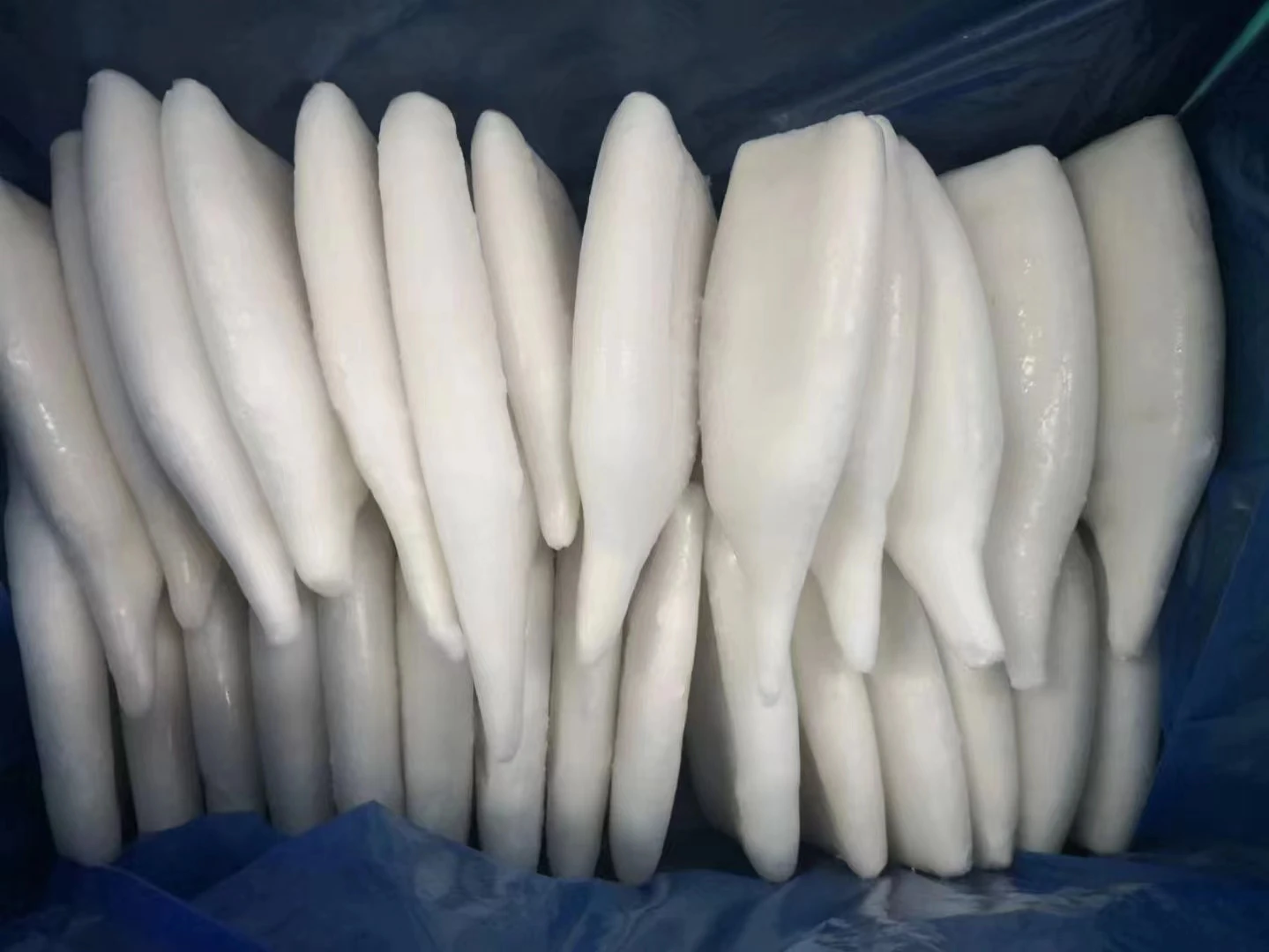 Illex squid tube Illex Squid Tube  good quality  with glazing