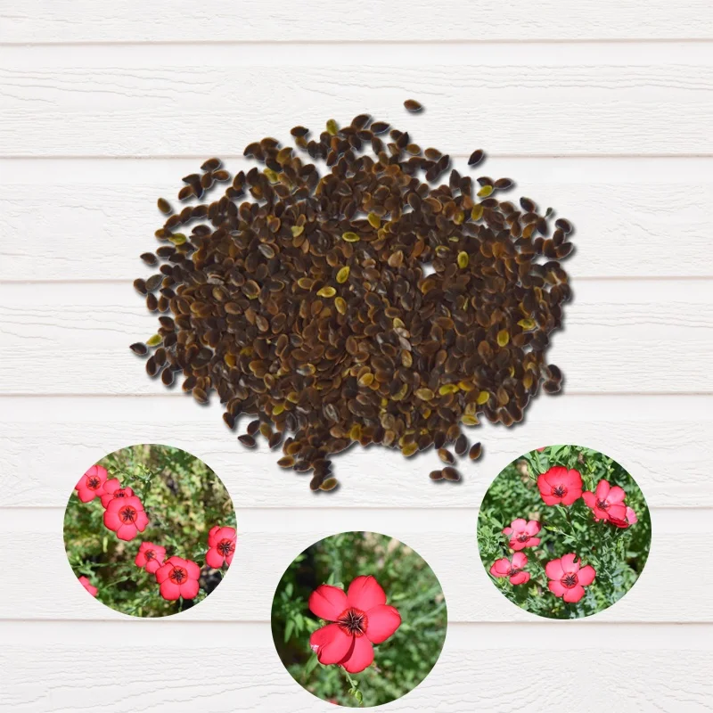 
Best selling in China Linum grandiflorum celosia seed cultiv flax seed 