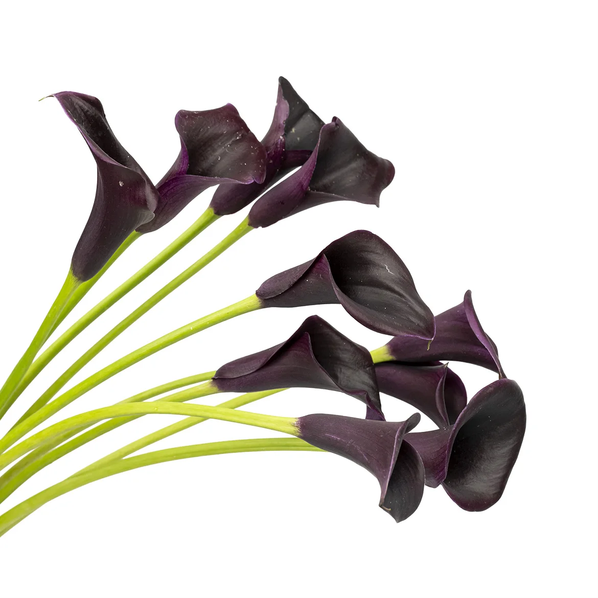 Hot Sale for Supply Wholesale Freshflowers Cut Calla Lily for Festivals Decoration