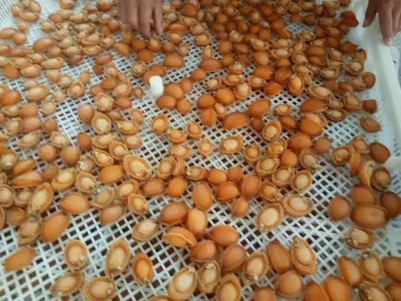  Сушеные золотые морепродукты пищевой сорт 1500 г/3