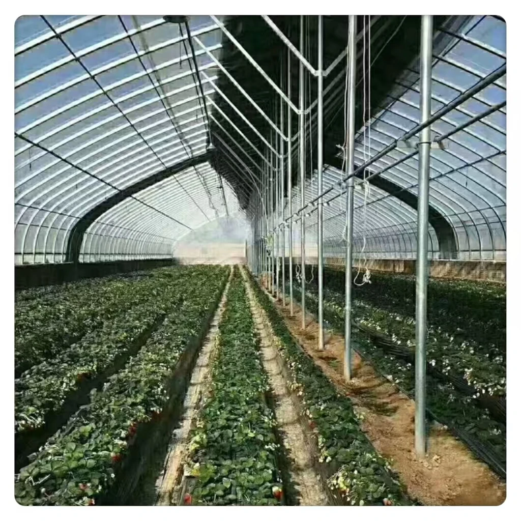 Large Single Span Agricultural Tunnel Greenhouse with Arch Roof Low Cost Steel and Plastic Film Material for Plant Usage