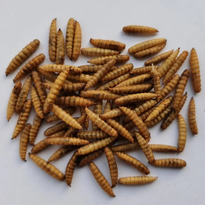Личинки солдата мухи порошок и масло сушеный BSF черный корм для животных 100% натуральный высококачественный светло-коричневый рыб полипропиленовый пакет упаковка