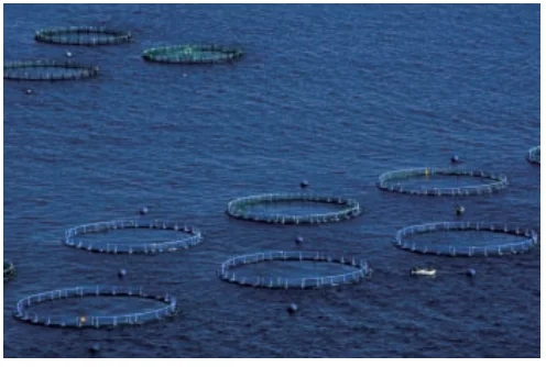 Compassarmor armored PE filament yarn NIJ IIIA UHMWPE fiber high strength modulus anti aging anti uv impact resistance PE fiber