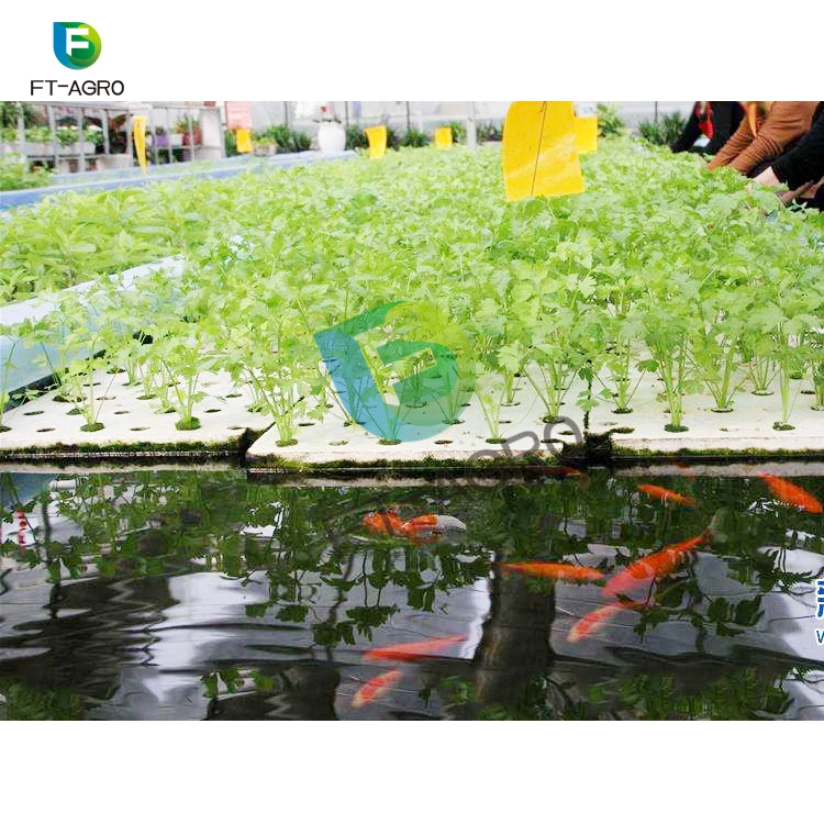 Fish and vegetable co-existing system aquaponics agricultural greenhouse