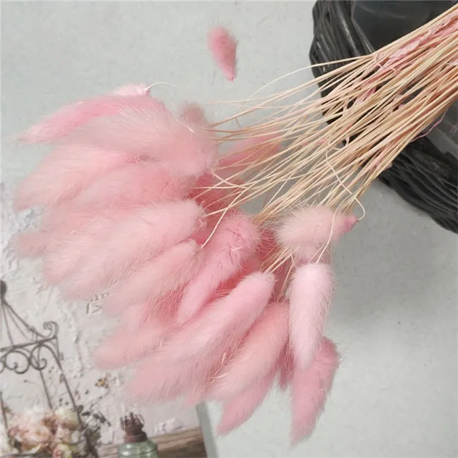 Best Selling Real touch dried flower wedding home decor colorful dry lagurus Ovatus Bunny rabbit tail grass