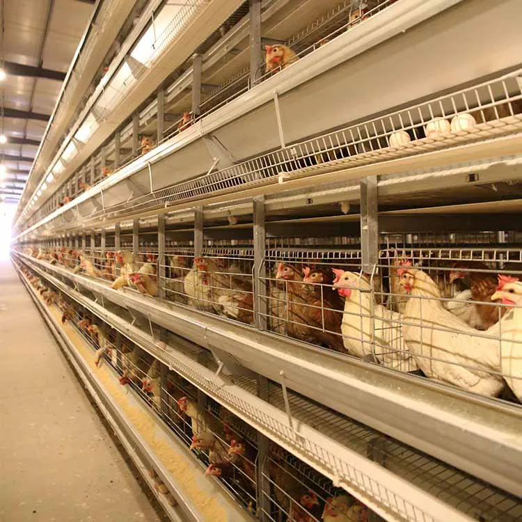 Layer Chicken Farming Automated H Frame Type Battery 3 Tiers 4 Tiers Laying Hen Cage