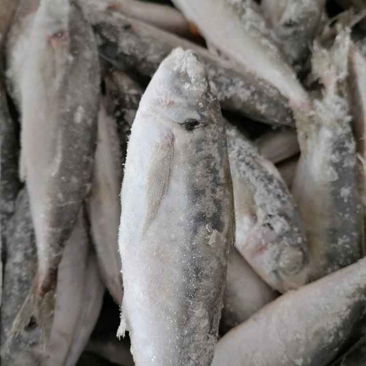  Замороженная лошадиная скумбрия по лучшей цене