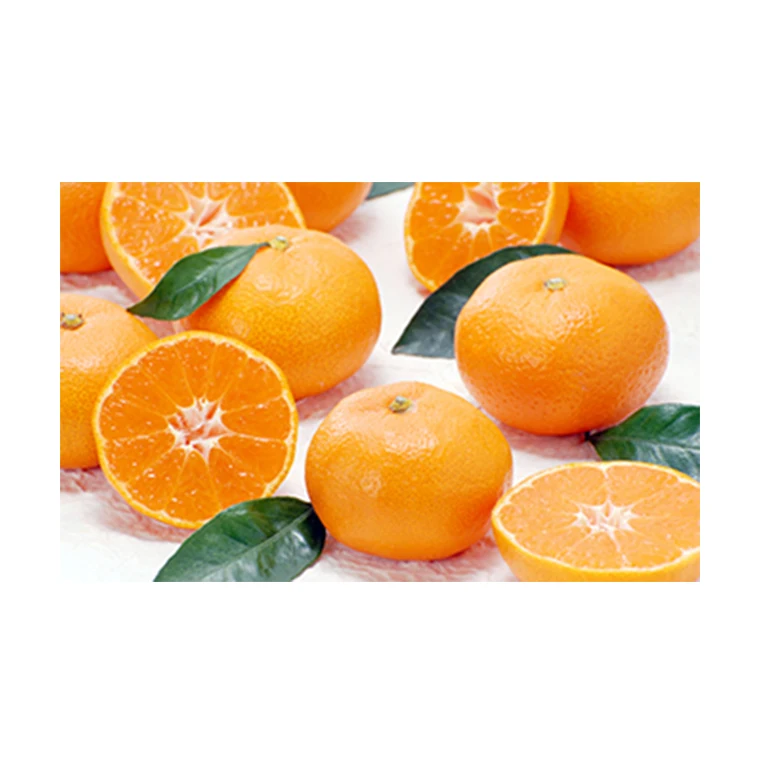 Japanese wholesale bulk fruit juicer orange with good quality