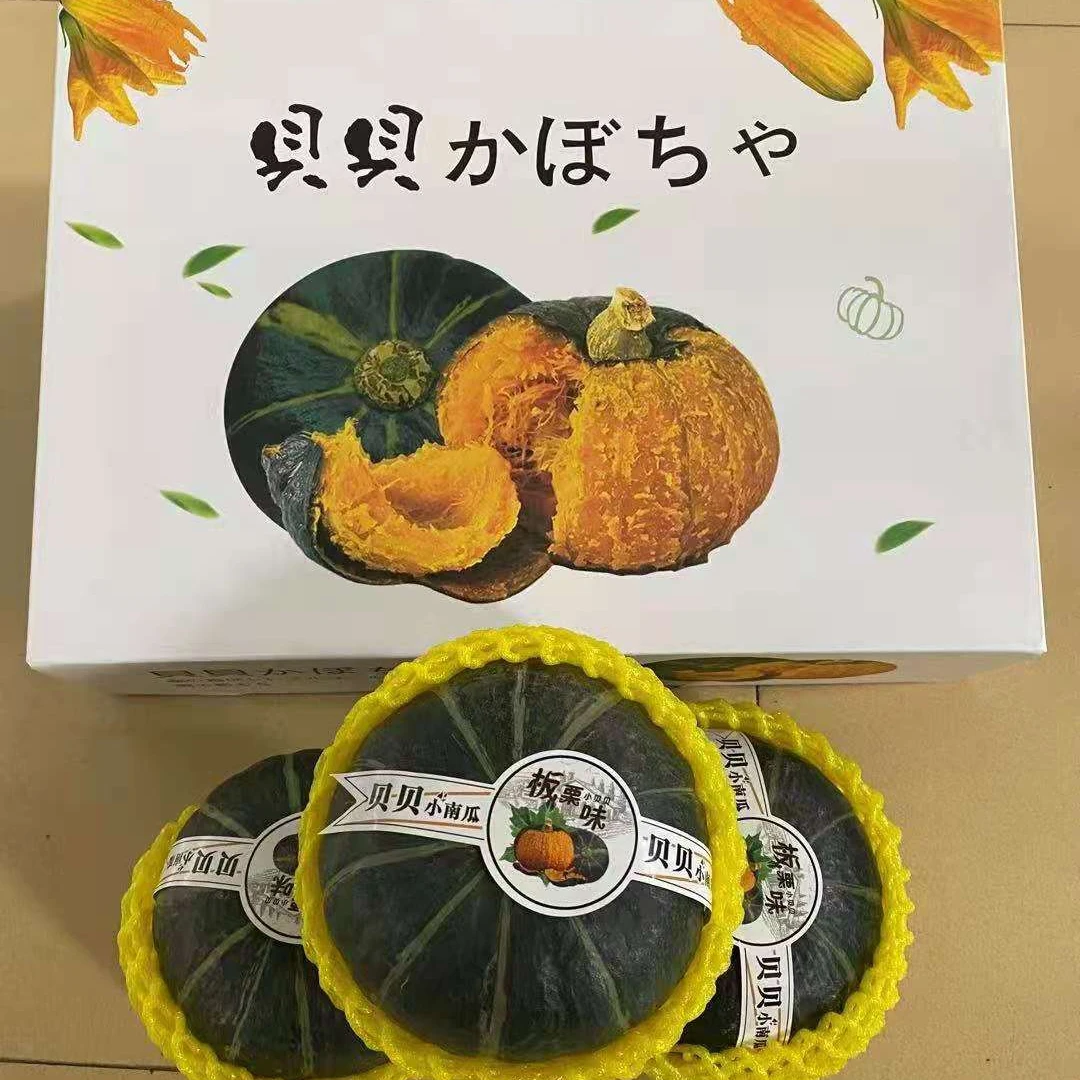 New product fresh vegetable sweet baby food 100% natural new picked green mini Beibei pumpkin