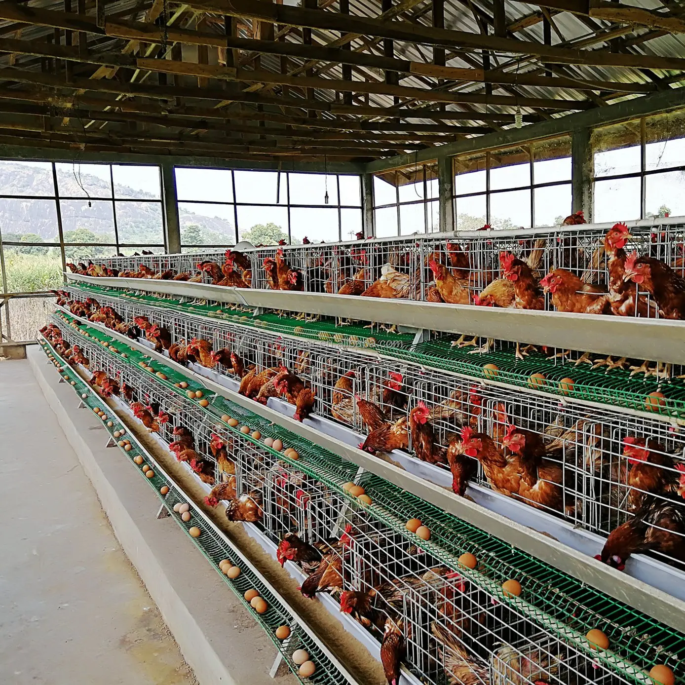 A hen cage for chicken farm Nigeria and Ghana in Africa