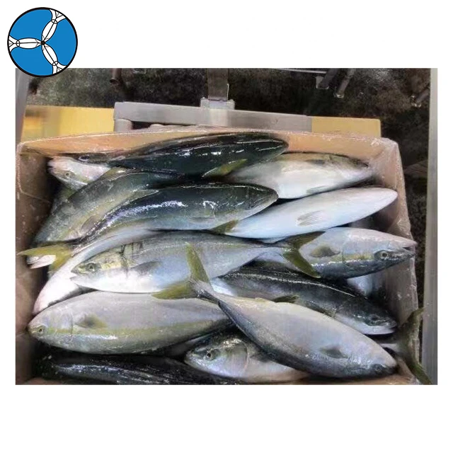 Good Price Top Quality Frozen Fish Yellow Tail Whole Fish for Sale