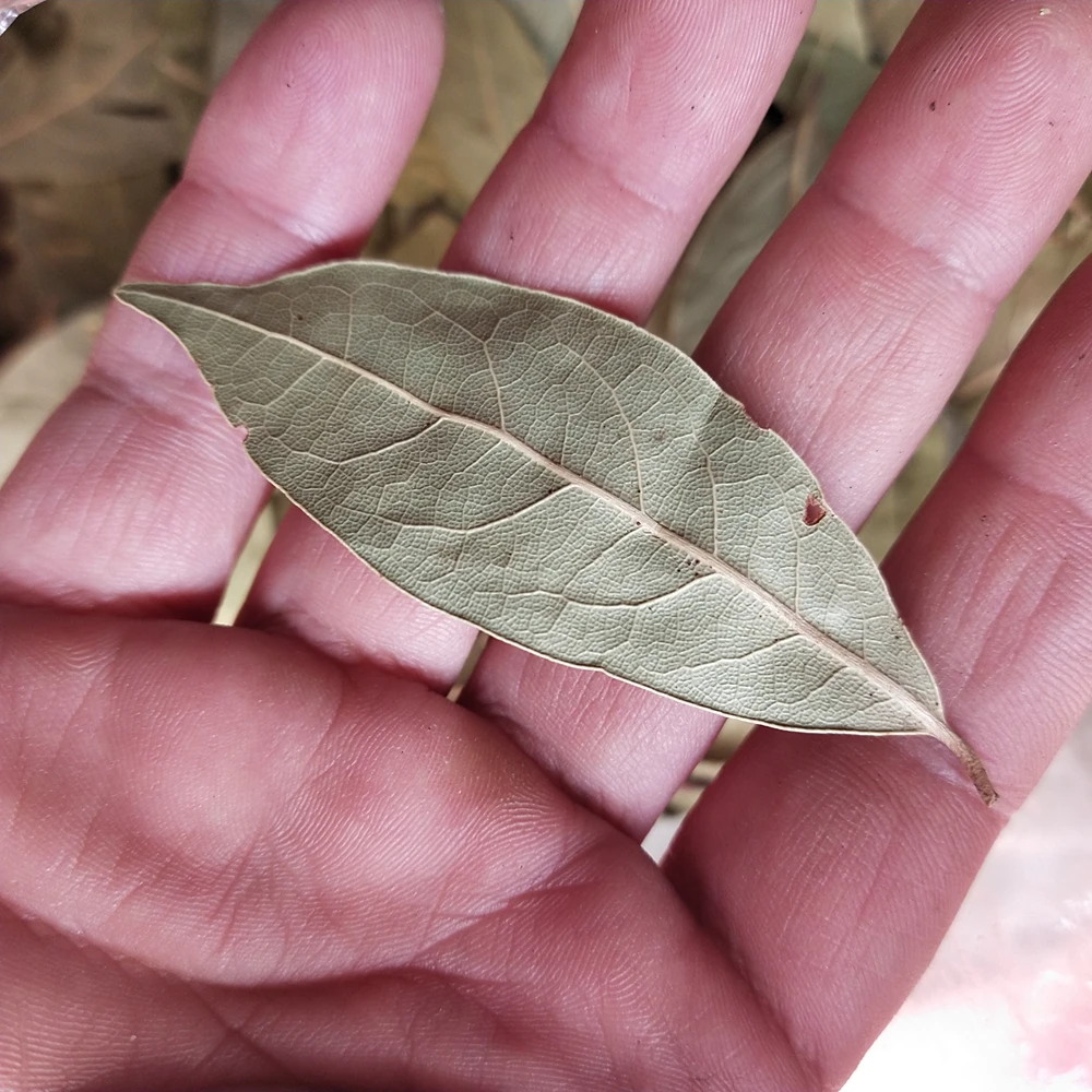 Rou Gui Ye Natural Raw Green Dried Cinnamon Leaf for Barbecue Spices