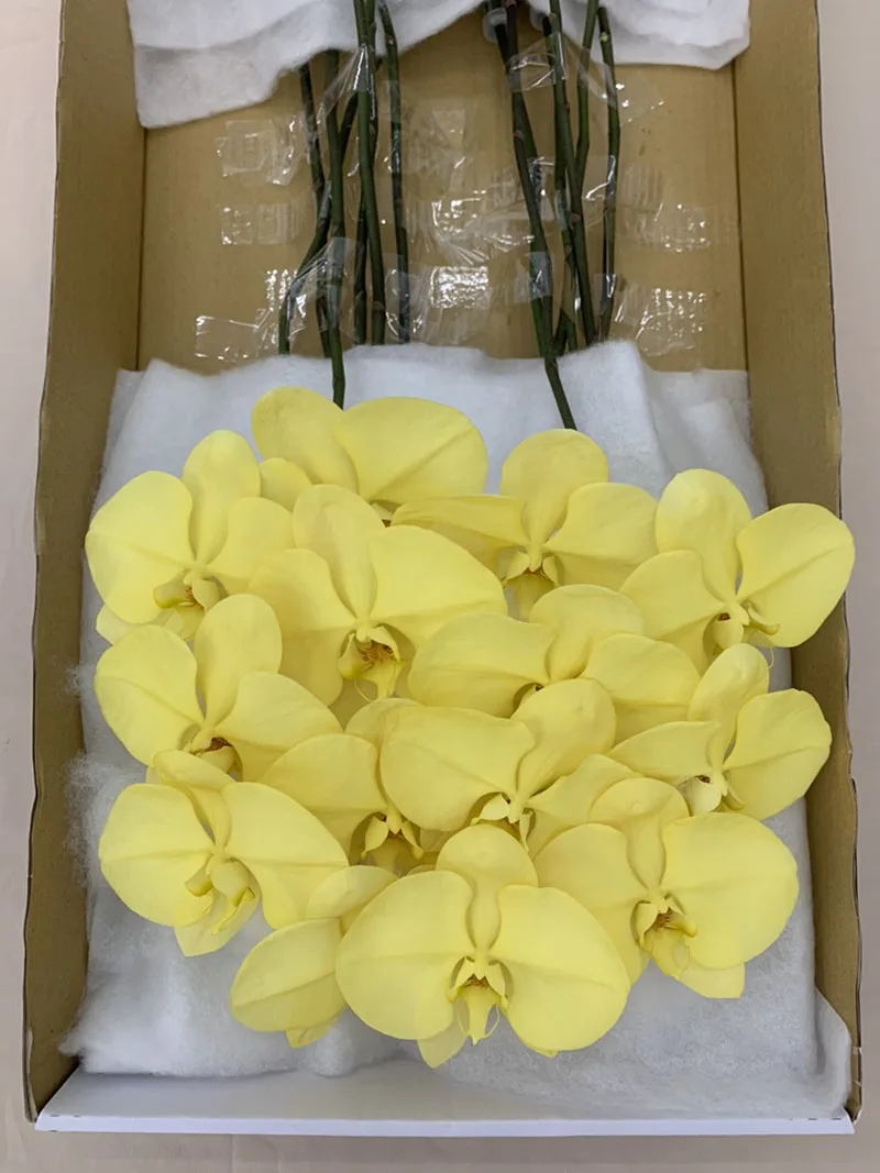 Wholesale Cheap Phalaenopsis Orchid Preserved Flowers Yellow