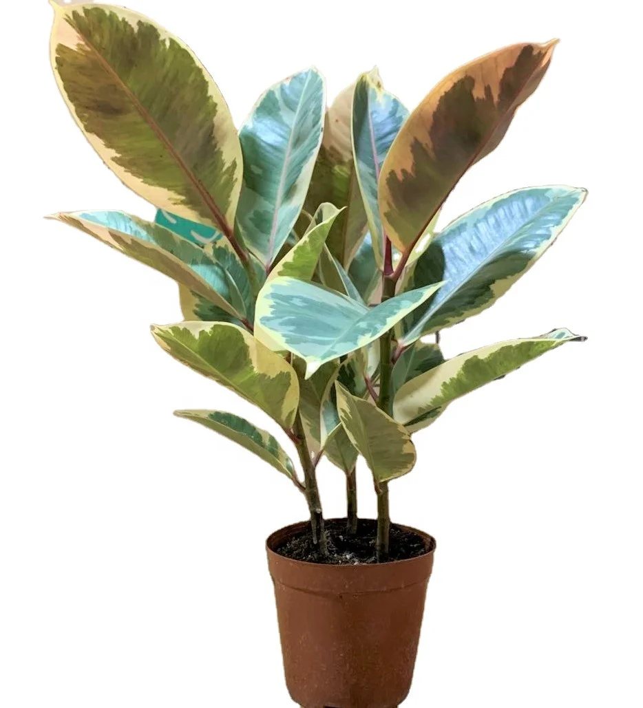 Hotsale low price promotion ficus elastica variegated Tineke rubber plant foliage indoor and outdoor ornamental plant