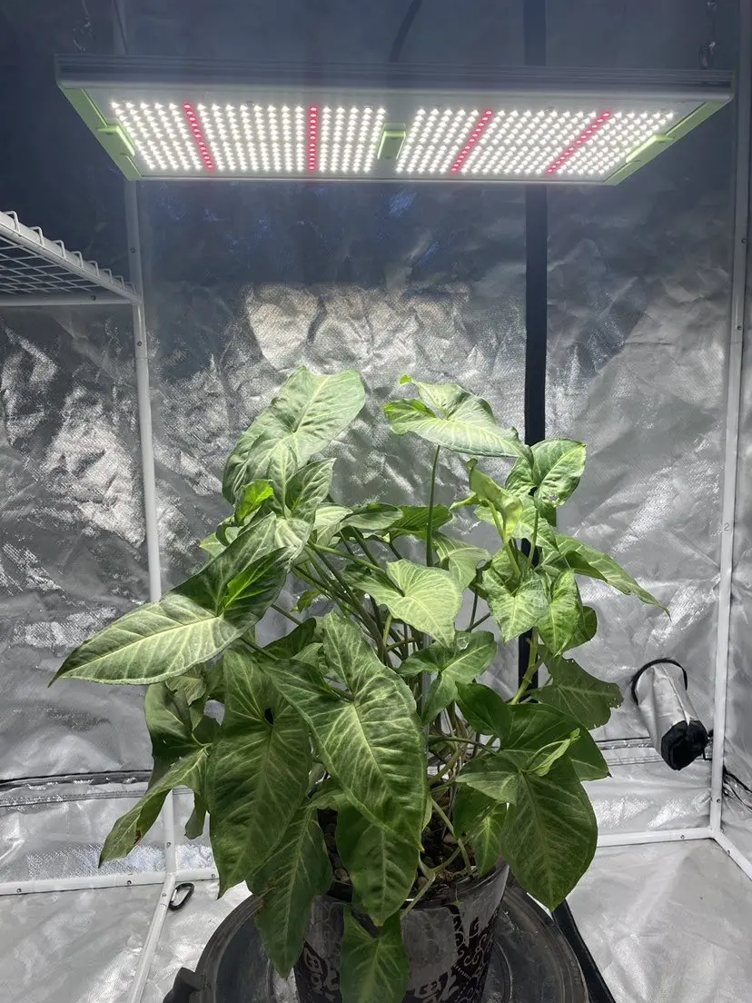 Aglare  240w lm301h full spectrum led aquarium light with  3500k indoor led plant grow lamp