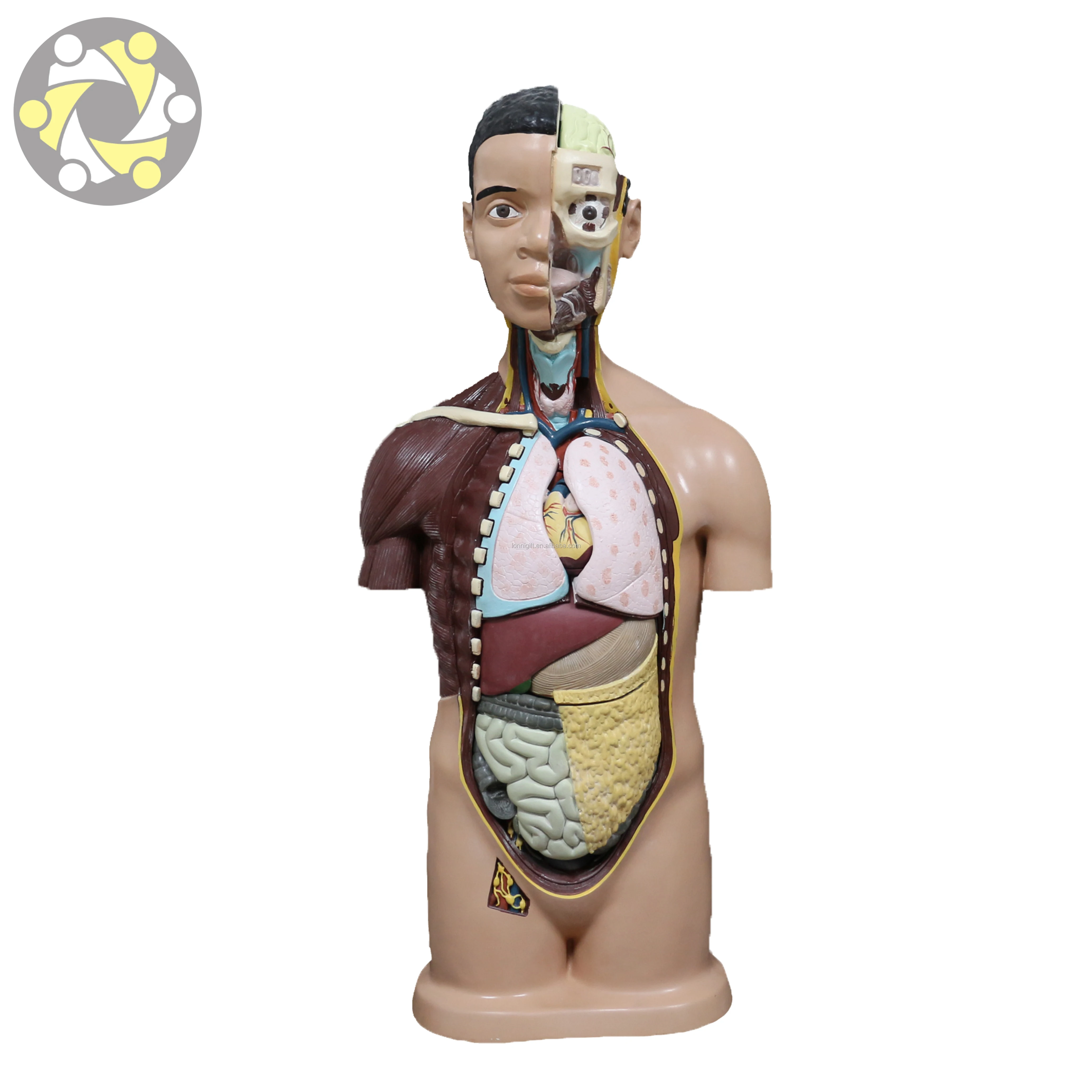 Medical science 85CM anatomical model of human organs Visceral organ model Human Torso Model For Teaching