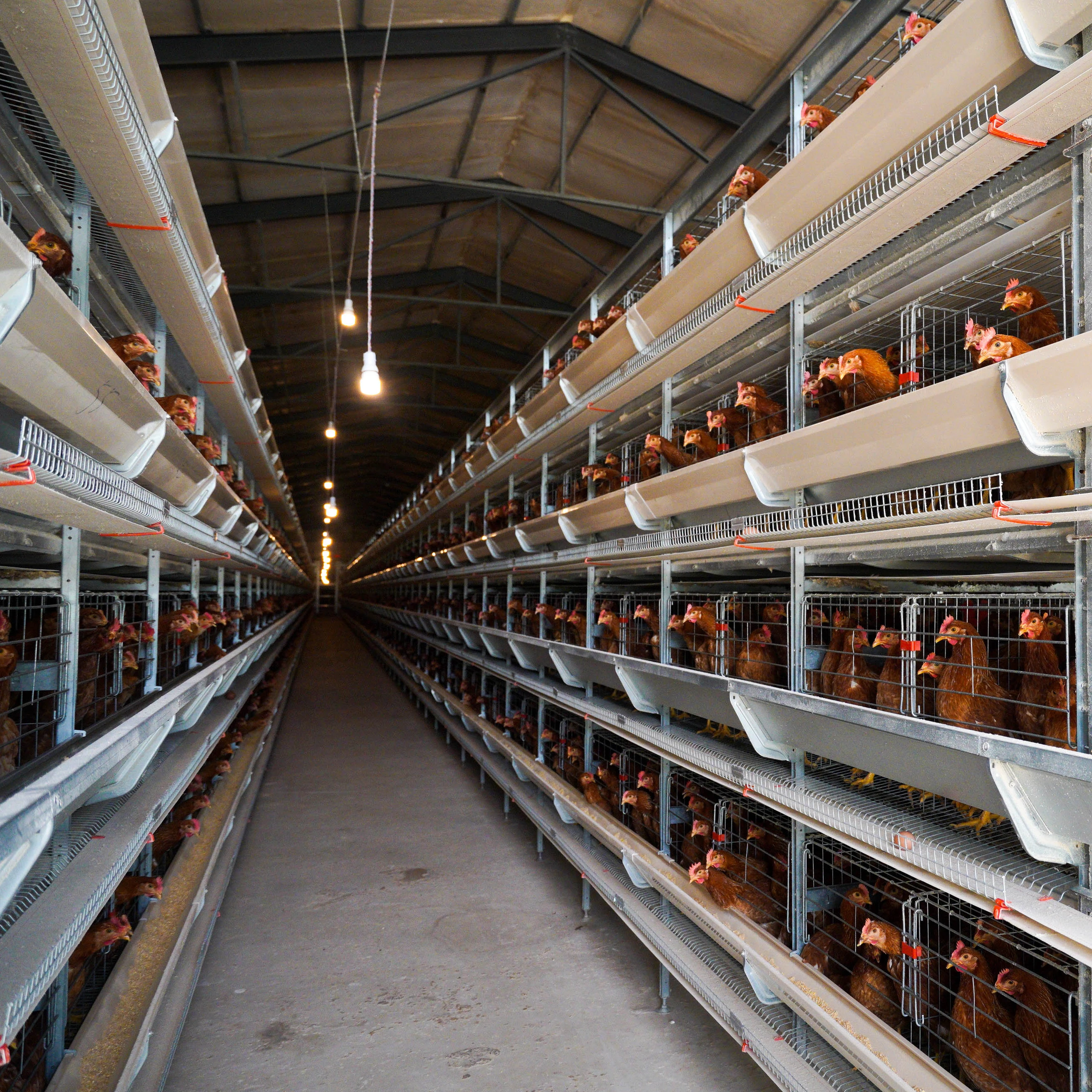 poultry farm battery hen egg layer chicken cage