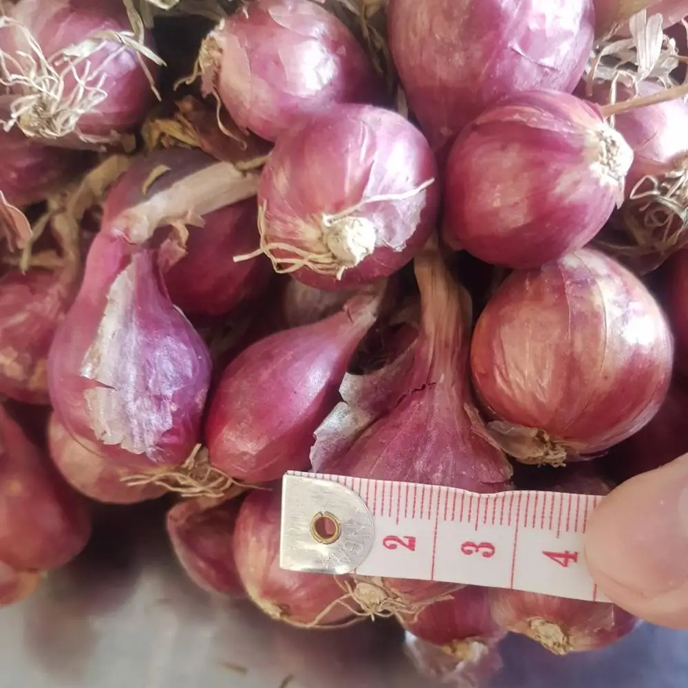 
AD Organic Export chinese thai indian Red onion fresh red shallot with best prices ads Agriculture Thai farm High Quality 