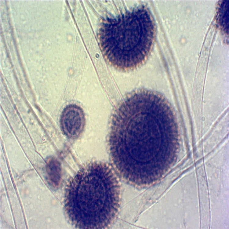 microbiology fungi and bacteria prepared slides