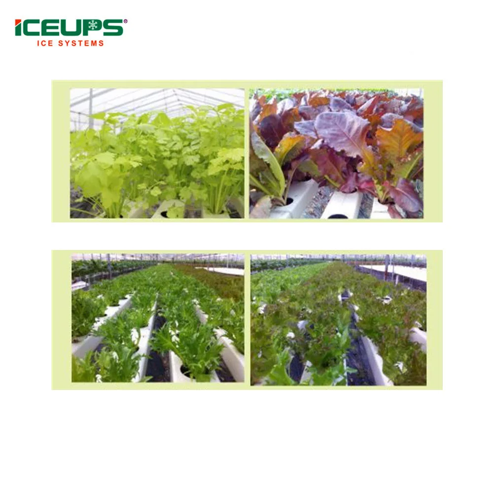 
Vegetables Vacuum Cooling Machine for Leafy Vegetables 