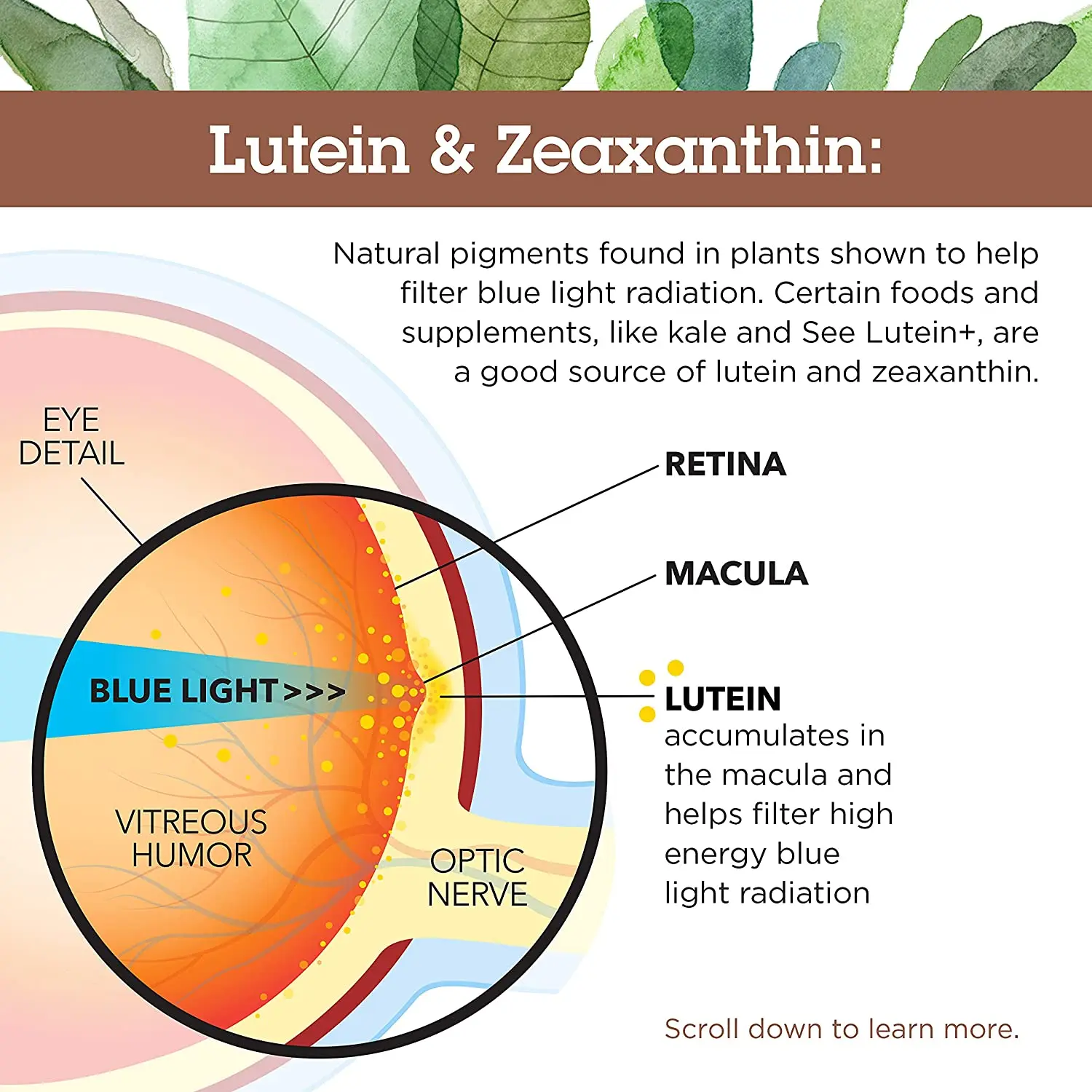 Private Label Lutein Capsule with Zeaxanthin for Eyes Vision Support