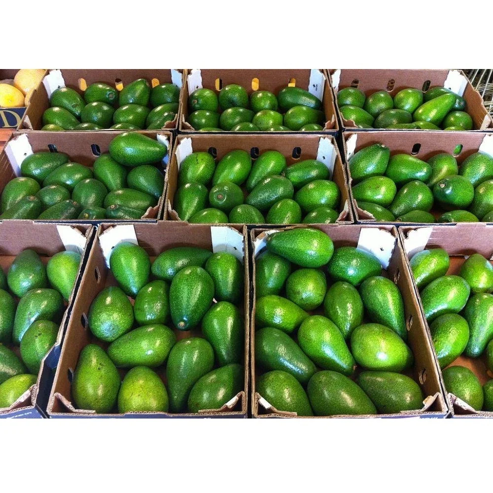 Vietnam Top Quality Fresh Avocado for supermarket