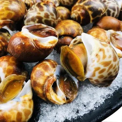 Hot Selling Seafood Fresh Sea Shell Snails Frozen