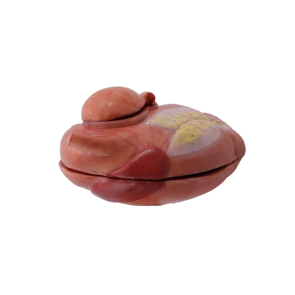 Custom Veterinary Anatomy Model Soft Simulated Stomach of Cow Model