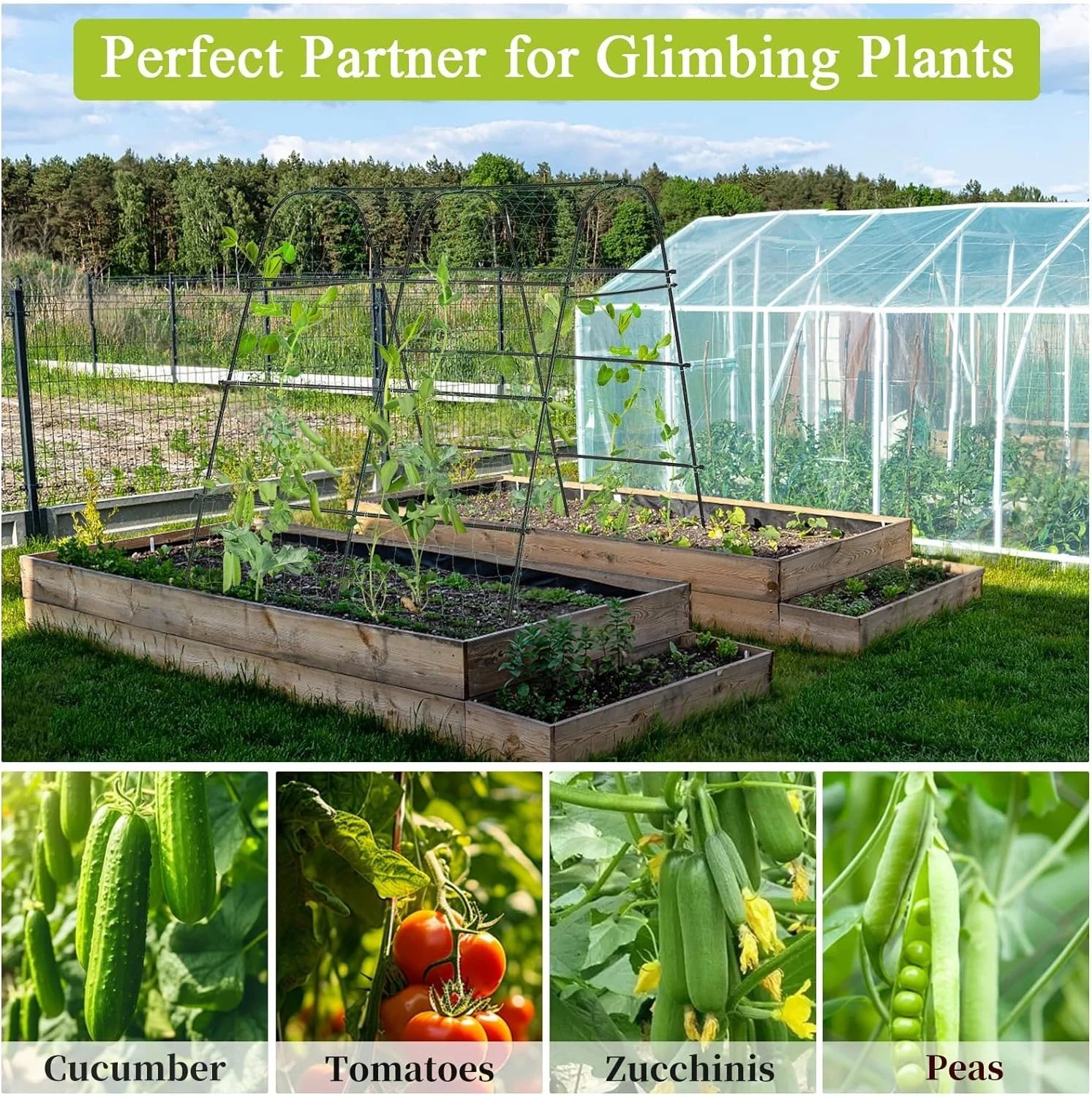 Modern Garden Arch Trellis With Foldable Tunnel Trellis With Climbing Net Clips For Growing Vine Plant