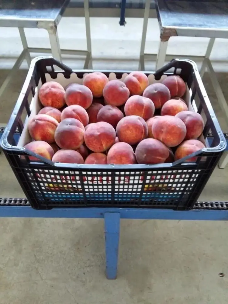 
High-quality wholesale natural BIO organic delicious fresh greek peaches 
