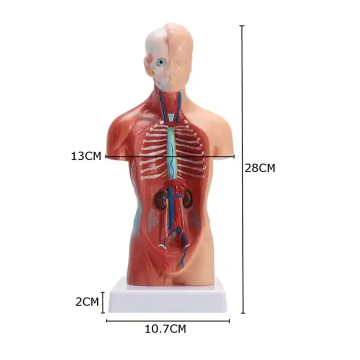 Medical teaching AIDS Bone 28CM human trunk model Human internal organs anatomical model