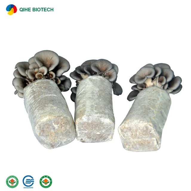
2021 factory outlet grey oyster mushroom spawn /grow bag 