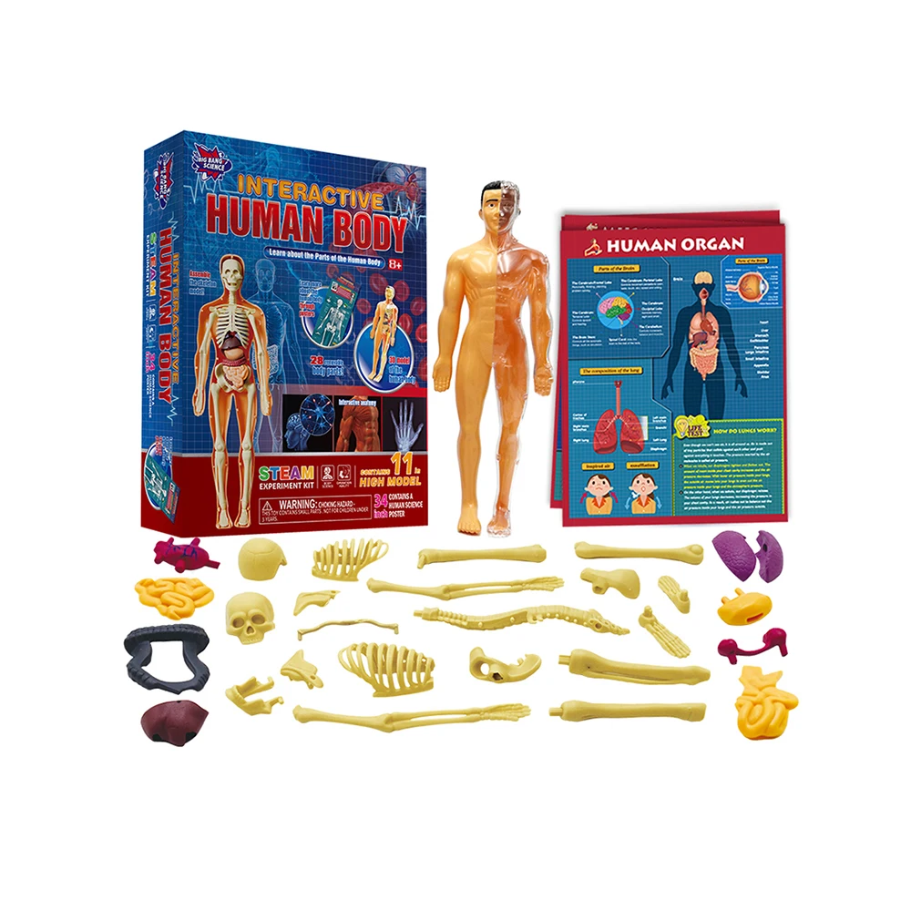 Medical School Nursing Educational Supplier Human Torso Body Anatomy Model for Children Science Experiment Teaching Tool