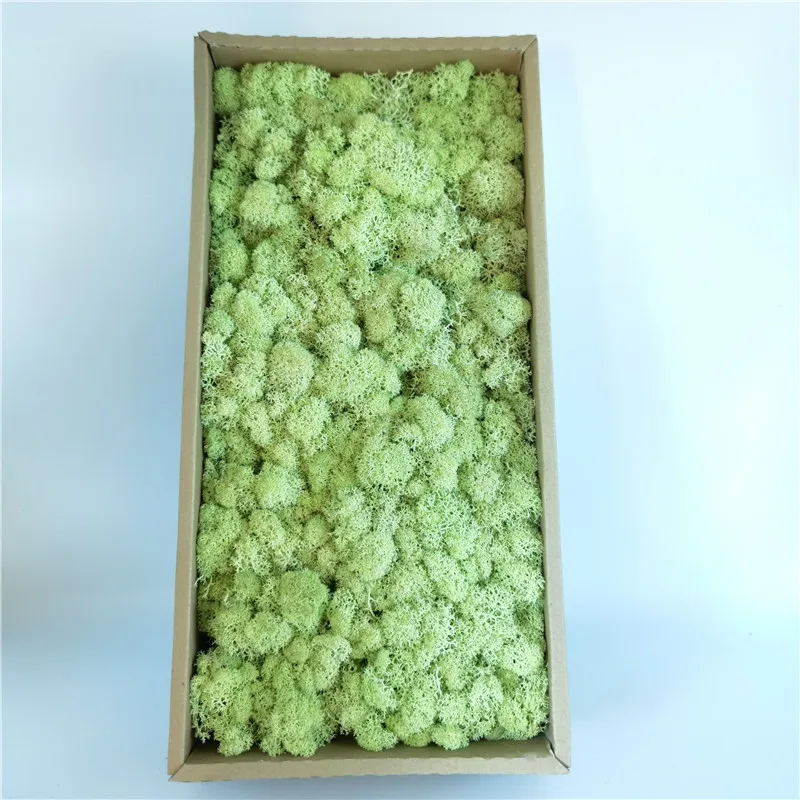 Wholesale Moss Wall Natural Bulk Preserved Moss For Fairy Gardens Terrariums Craft Floral Project Wedding Arts