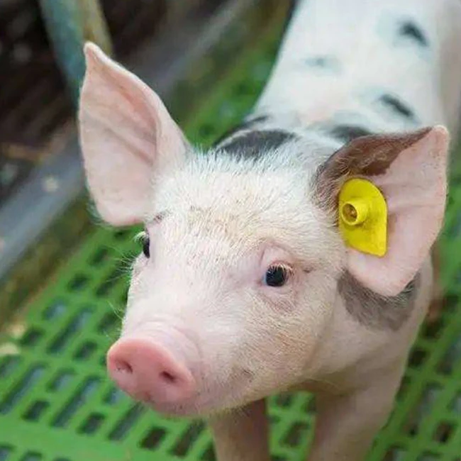 New Livestock Farm Equipment TPU Cow Ear Tags for Pig Sheep Cattle Identification