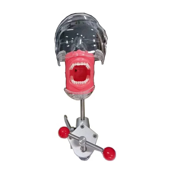 Cheap dental simple training Phantom head model