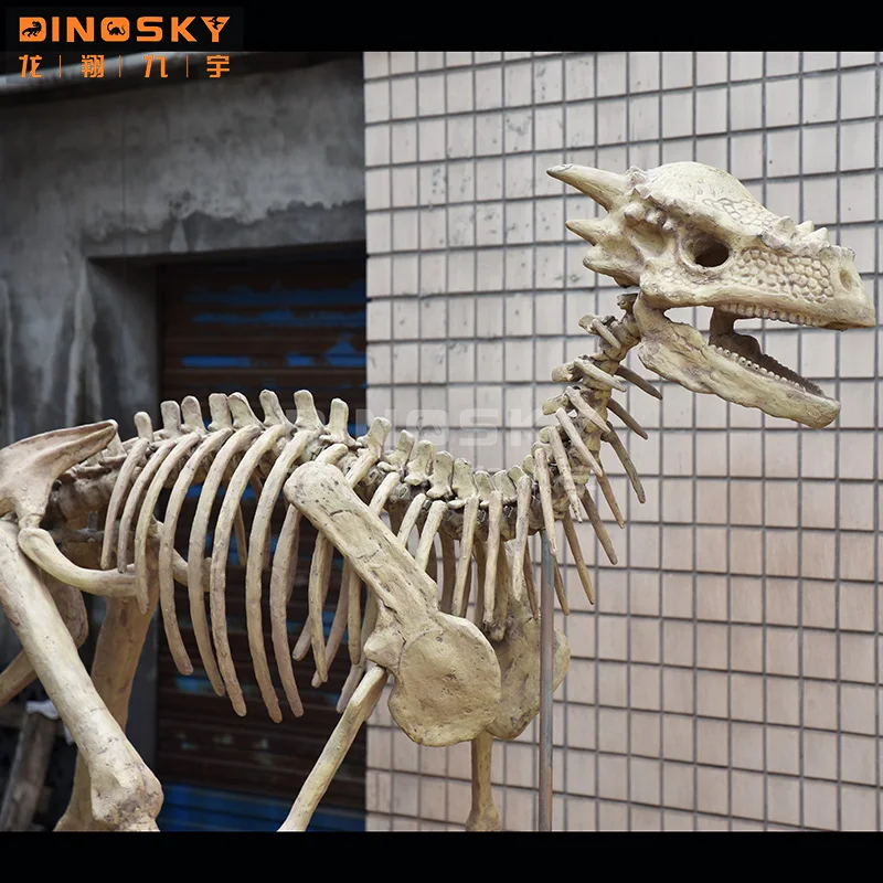 Artificial  Dinosaur bones dinosaur  skeleton fossil museum exhibition display