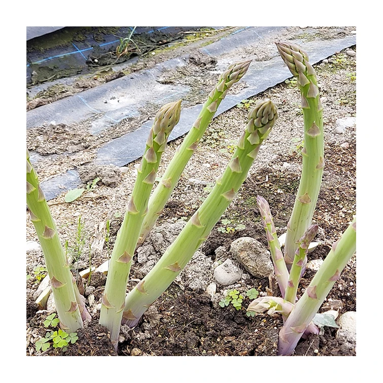 Япония оптовая продажа азиатских овощей спаржа свежий повар для продажи