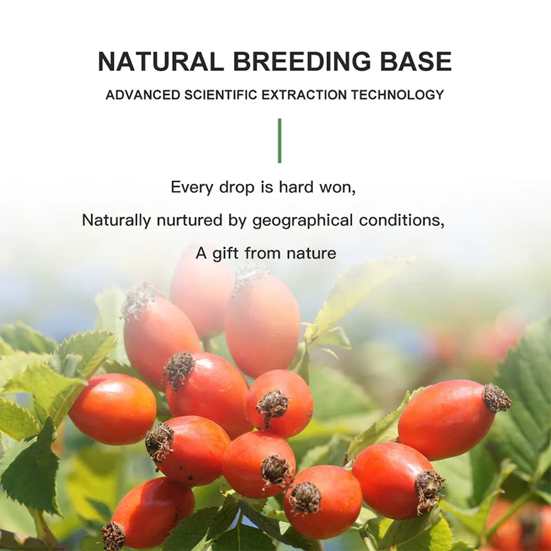 100% Natural Organic Rosehip Base Oil Pure Essential Oil Blend 118ml Volume OEM Supply Made From Plant Ingredients