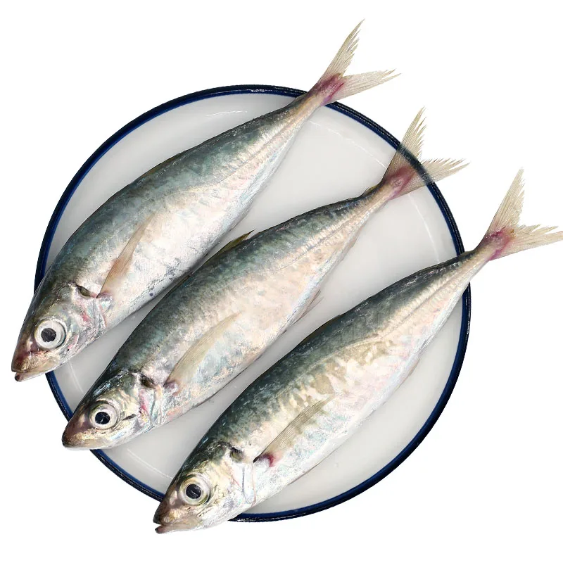 New Arrive High Quality Good Price Frozen Whole Round Seafood Horse Mackerel For Marketing