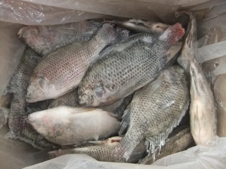 
Durable and high quality Tilapia Oreochromis Niloticus Frozen tilapia for sale 