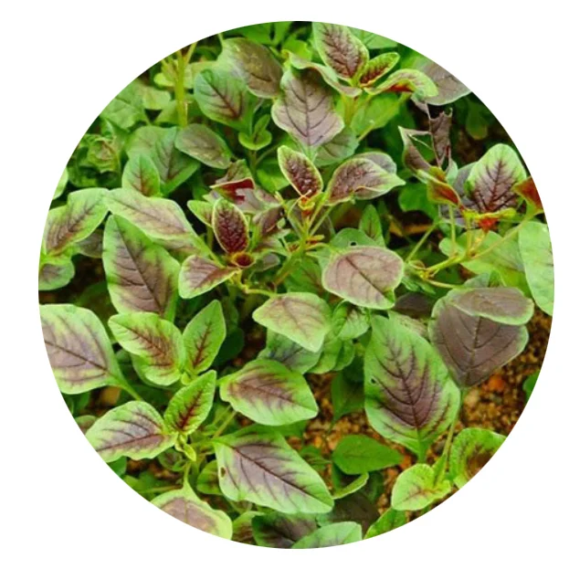 2021 fresh veGood tastegetable Century Star amaranth seeds/Good taste vegetable seeds