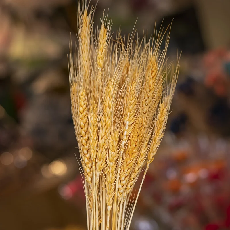 UKIQUEEN Dried Flowers Natural Bleached White Wheat Bunches Bouquet Sheaves Stalks Dried Wheat Stack Bundle