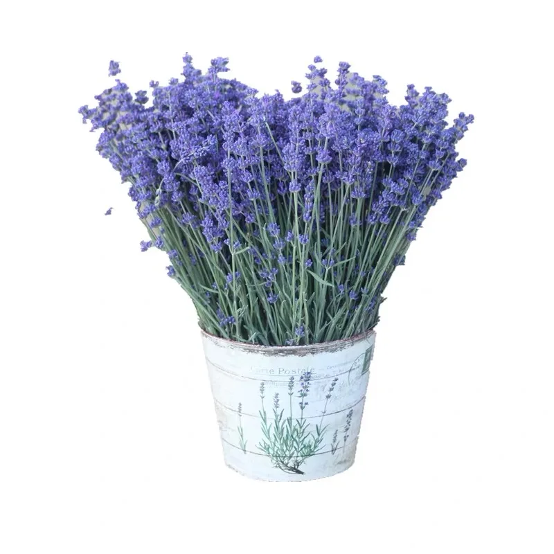 wholesale beautiful dried lavender for home decoration