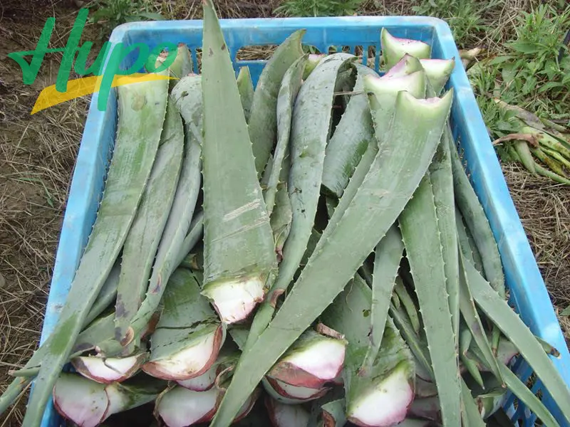 HUPO BEST PRICE ALOE VERA DICE FROM CHINA  MANUFACTURER