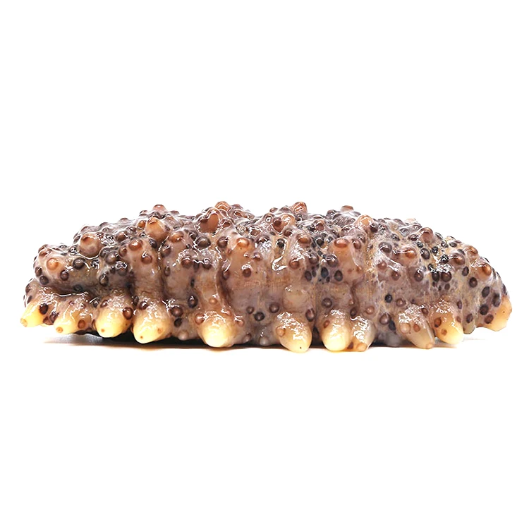 High Quality Dried Tubular Sea Cucumber Price Of Dried Sea Cucumber