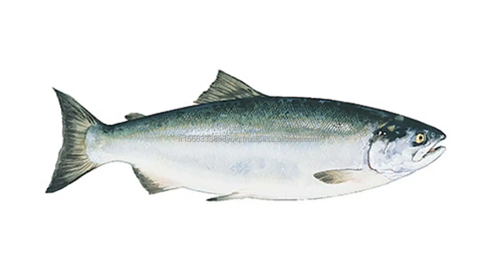 Whole Frozen Salmon Fish For Sale exporter and supplier from South Africa
