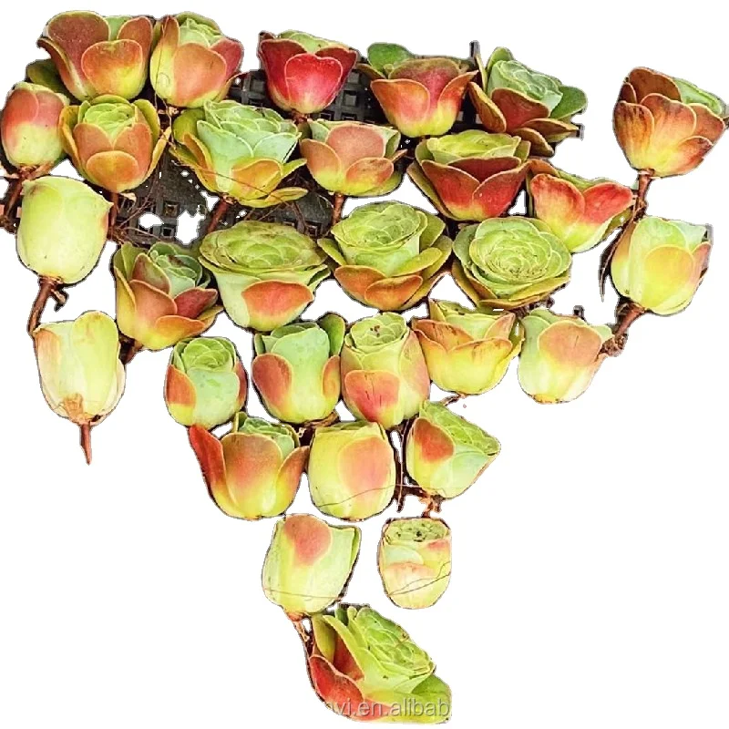 Оптовая продажа суккулентных растений комнатные декоративные растения Greenovia