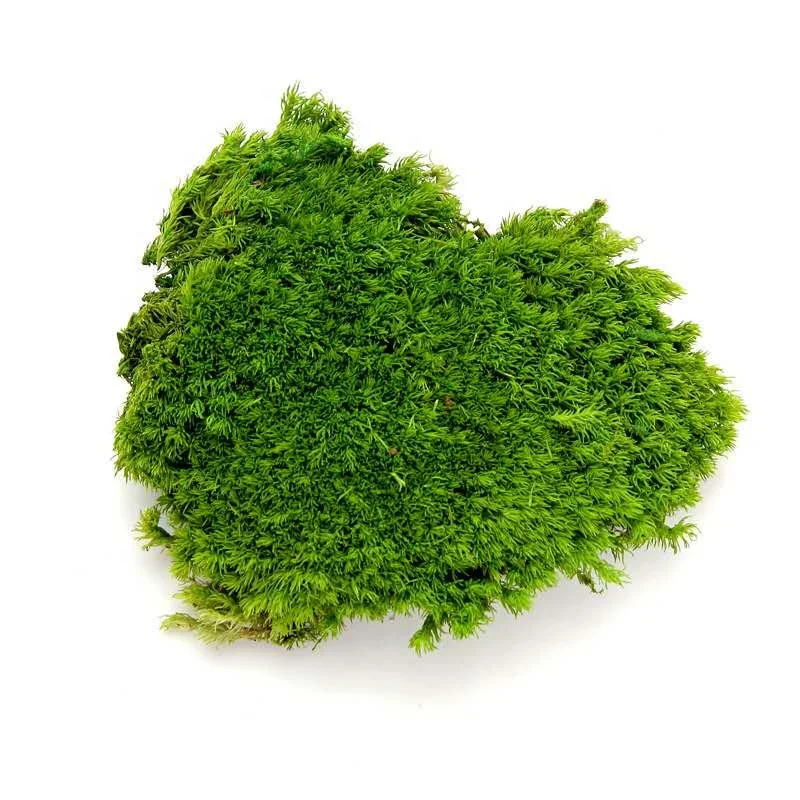 2023 Wholesale Preserved  Moss For Moss Wall Art Decoration